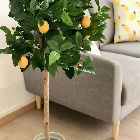 Yellow Lemon Tree - Centre - Parking Lila